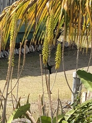 Eulampis holosericeus