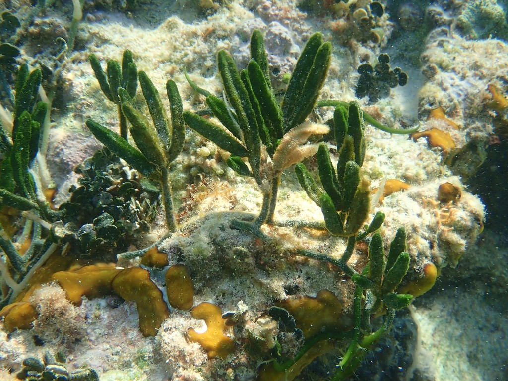 Caulerpa paspaloides