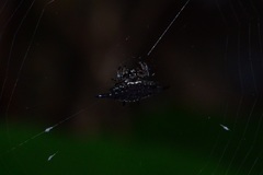 Gasteracantha diardi