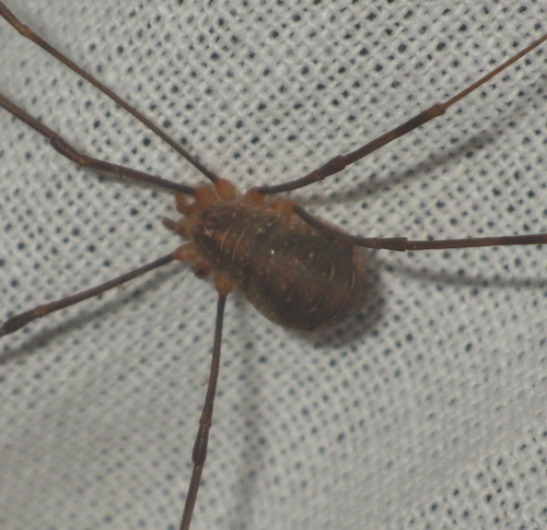 Canestrini's Harvestman photo 4