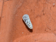 Copsyrna maculata