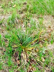 Yucca glauca glauca