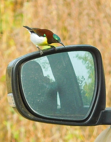 Indian Purple-rumped Sunbird