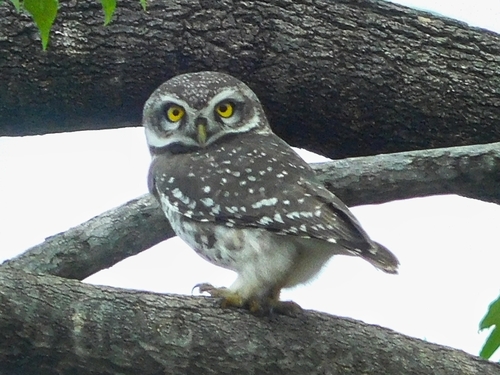 South Indian spotted owl