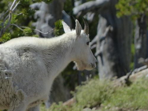 Mountain Goat photographed in Oregon