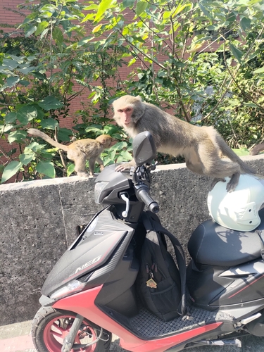 タイワンザル