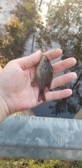 Lepomis marginatus