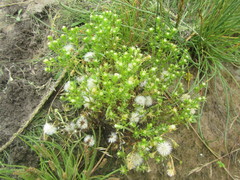 Symphyotrichum ciliatum