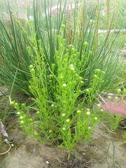 Symphyotrichum ciliatum