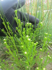 Symphyotrichum ciliatum