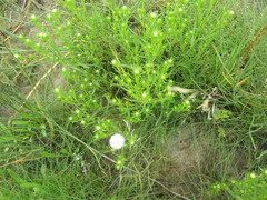 Symphyotrichum ciliatum