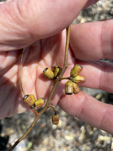 Eucalyptus dundasii, 2023-10-31