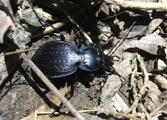 Carabus goryi