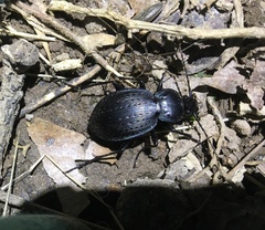 Carabus goryi