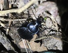 Carabus goryi