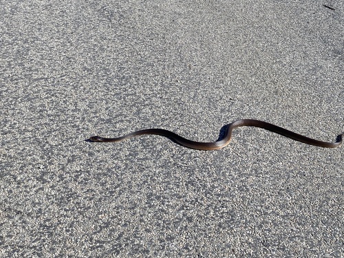 Coastal Taipan sighting