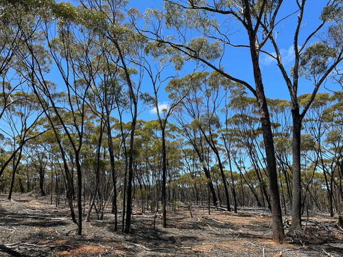Eucalyptus dundasii, 2023-10-31