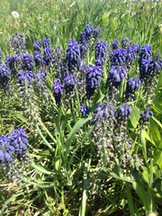 Muscari
