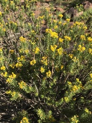 Euryops annae