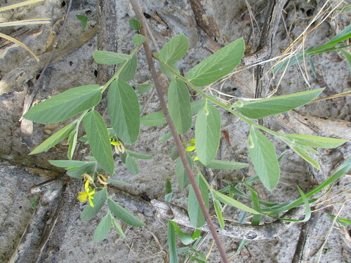 Image of Grewia flava by no rights reserved