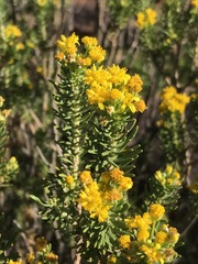 Euryops annae