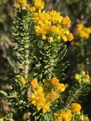 Euryops annae
