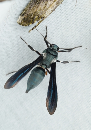 Phaeosphecia opaca