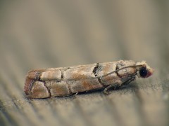 Blastesthia tessulatana