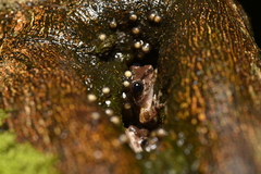 Green Iris Tree Frog photo 5