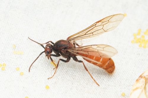 Eciton burchellii cupiensEciton burchellii cupiens