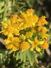 Euryops annae