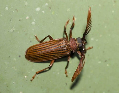 Hyleoza lineata