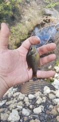 Lepomis marginatus