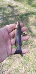 Ameiurus catus