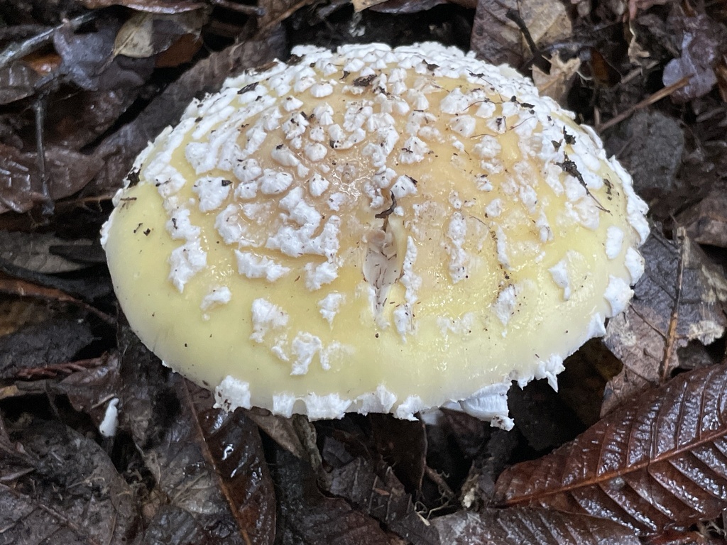 Amanita sp. 'gemmata-CA01'
