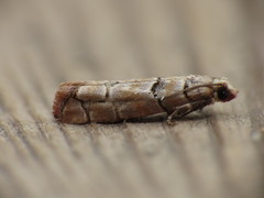 Blastesthia tessulatana