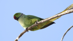Psittacula krameri