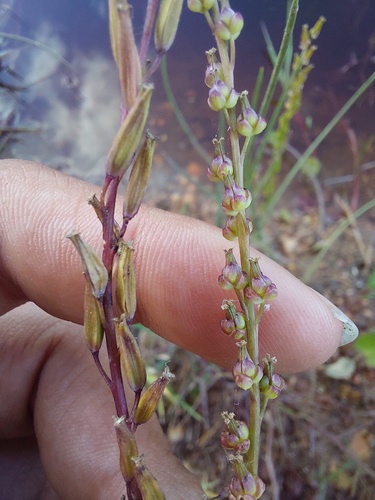 Triglochin bulbosa (Triglochin bulbosa)