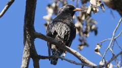 Sturnus vulgaris