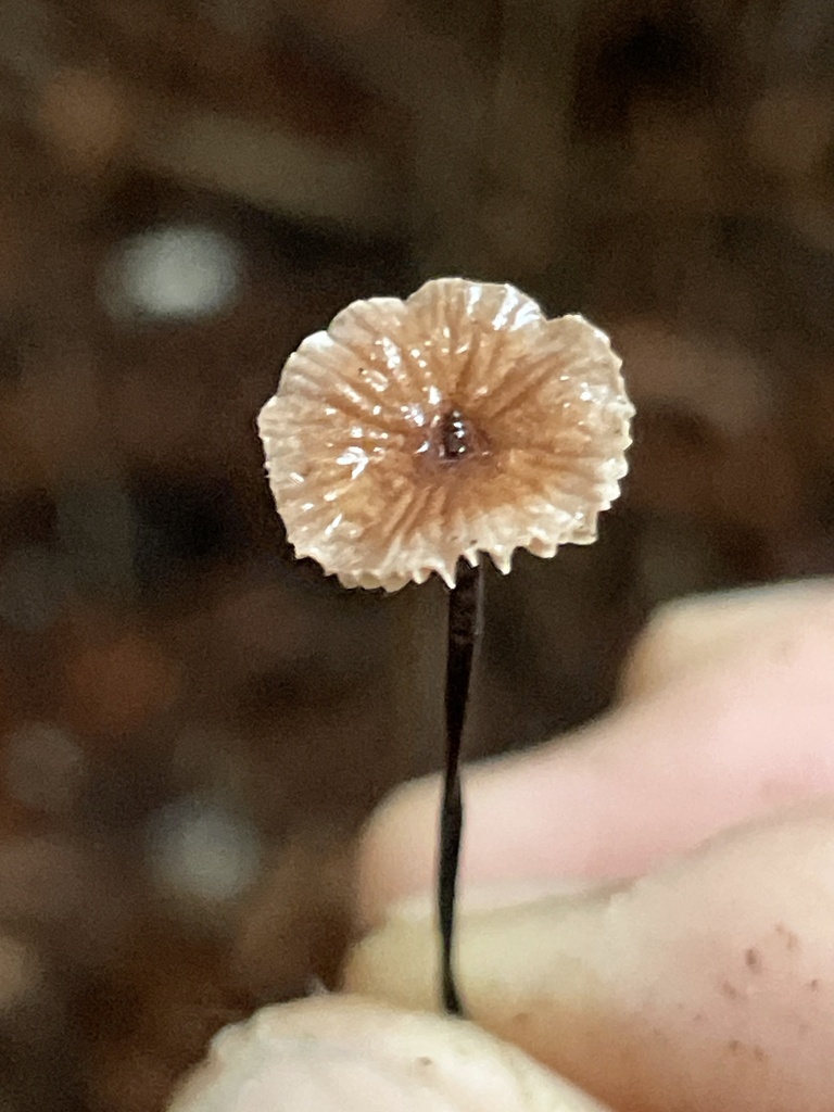 Horsehair Fungus From Coleman Valley Rd Occidental CA US On December horsehair-fungus-from-coleman-valley-rd-occidental-ca-us-on-december