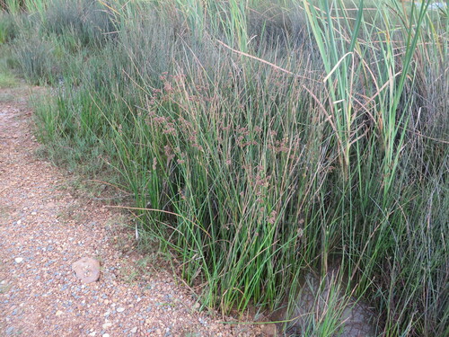 Image of Juncus oxycarpus by (c) sharndreheuvel, some rights reserved (CC BY-SA)