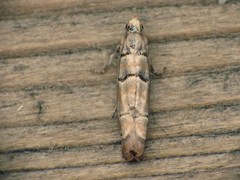 Blastesthia tessulatana