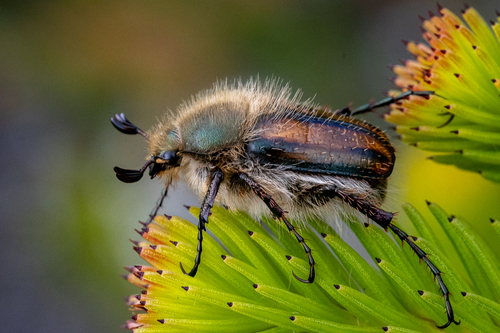 Stegopterus vittatus