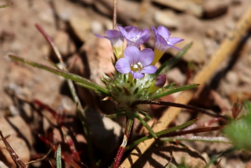 Navarretia prolifera ssp. prolifera
