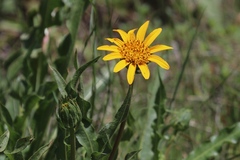 Wyethia angustifolia