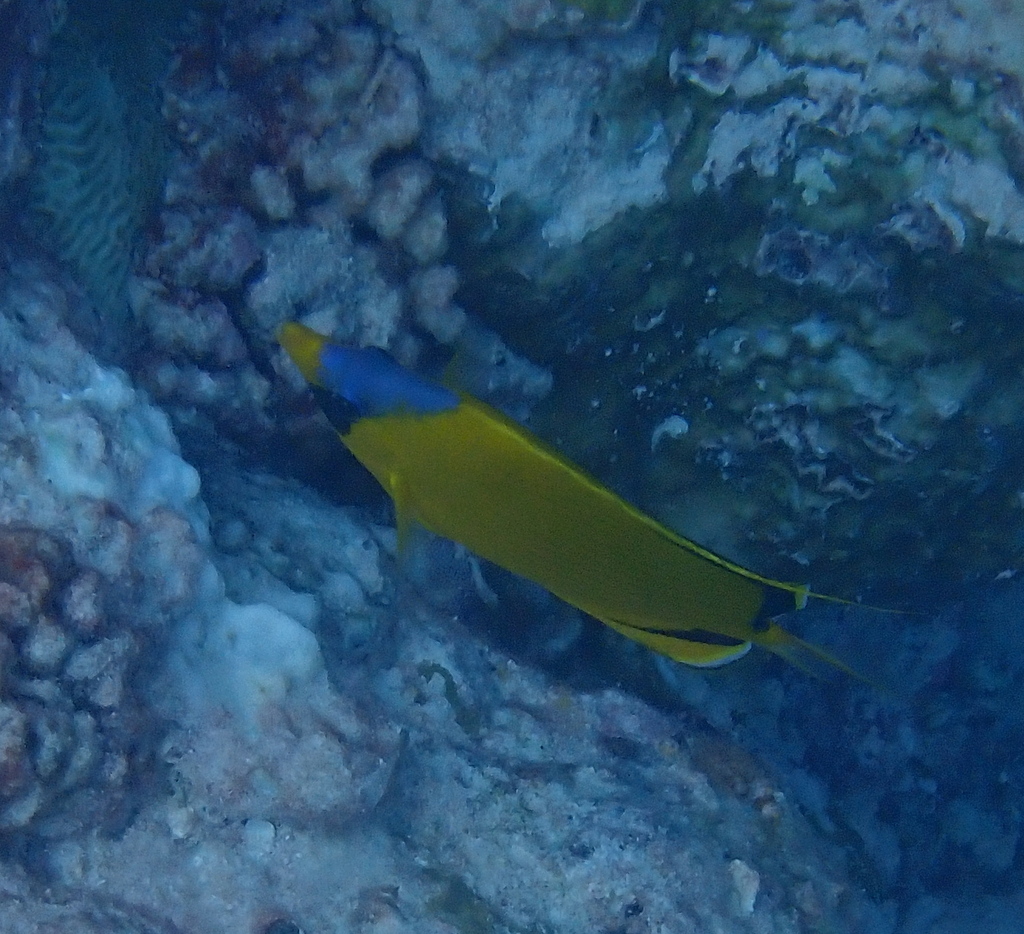 Decorated Butterflyfish