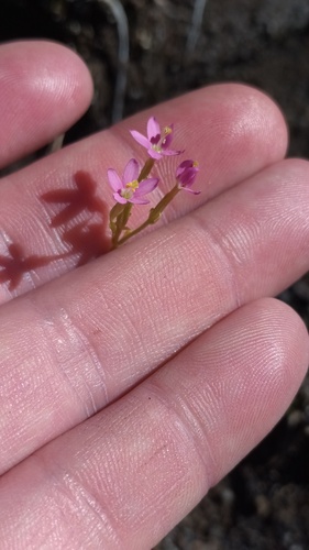 Centaurium erythraea observed 2023-12-06