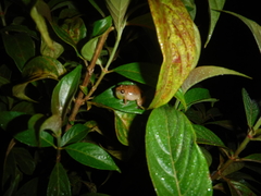 Eleutherodactylus abbotti