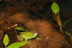 Mette's Reed Frog photo 2