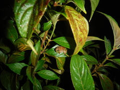 Eleutherodactylus abbotti